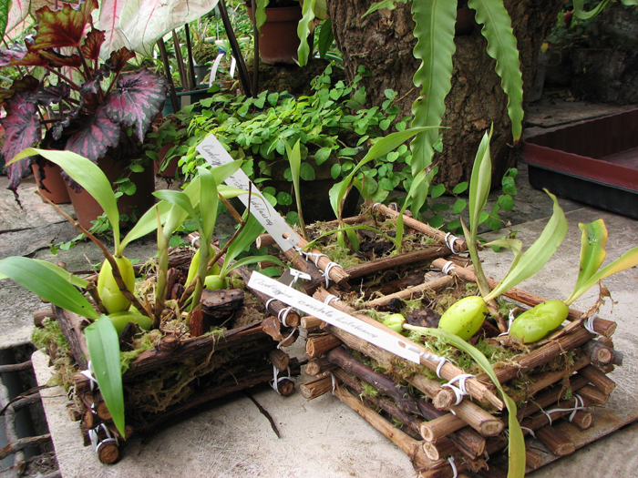 Фото орхидеи Coelogyne cristata var. hololeuca