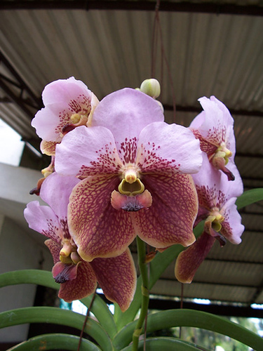 Как цветет орхидея Vanda sanderiana x Taweesuksa