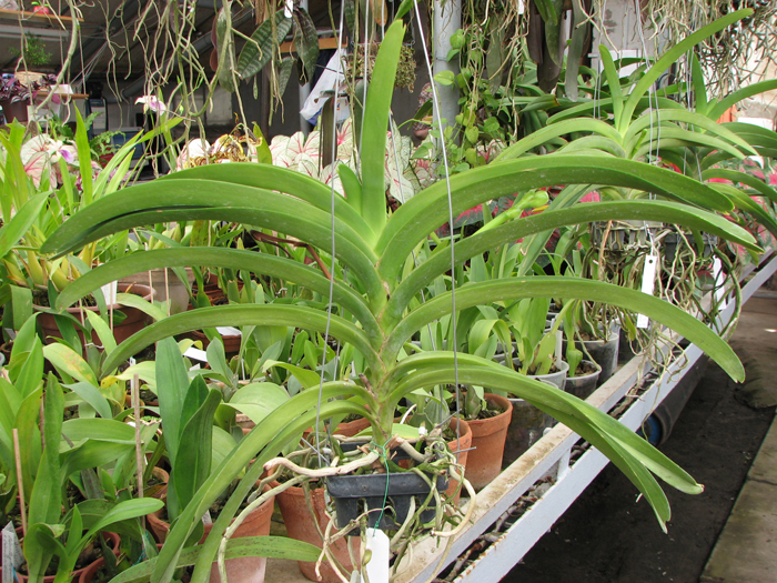 Фото орхидеи Vanda Kultana Gold x Ascocenda Kultana Brown