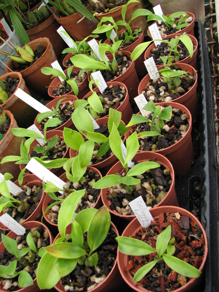 Фото орхидеи Coelogyne barbata