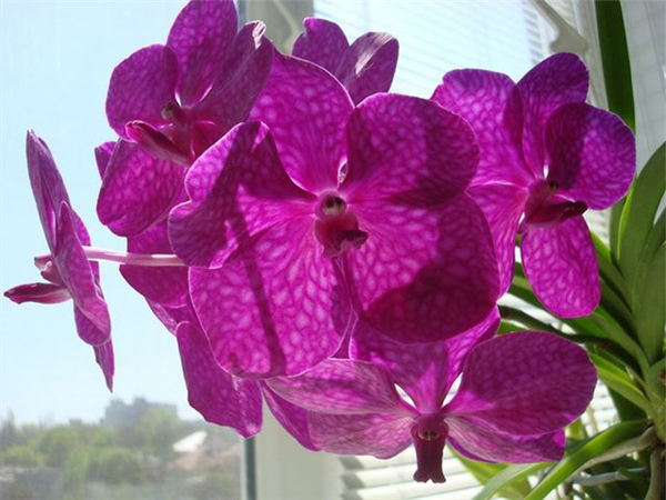 Как цветет орхидея Ascocenda Princess Mikasa Pink