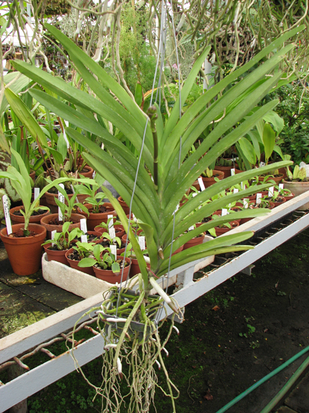 Фото орхидеи Ascocenda Princess Mikasa Pink