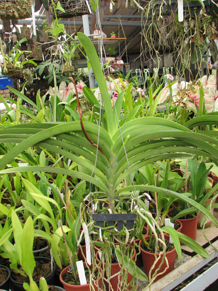 Фото орхидеи Ascocenda Kultana Brown x Vanda Patcharee's Delight