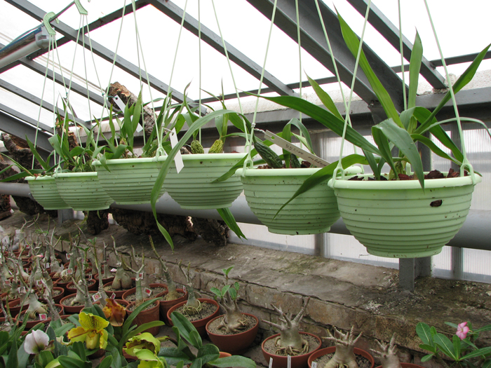 Фото орхидеи Coelogyne cristata