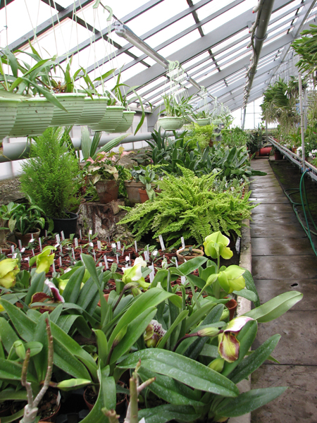 Фото орхидеи Coelogyne cristata 'maxima'