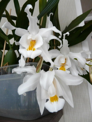 Как цветет орхидея Coelogyne cristata