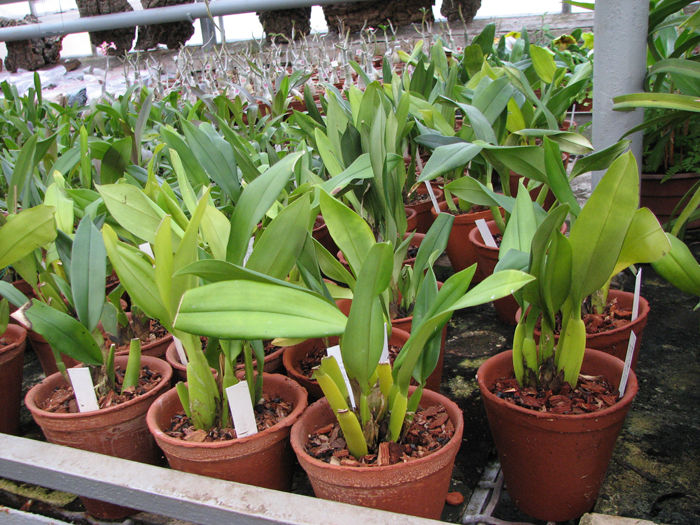 Фото орхидеи Trichopillia Senne Star (tortilis 'large' x turialbae 'alpha')