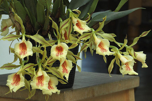 Как цветет орхидея Trichopillia Senne Star (tortilis 'large' x turialbae 'alpha')