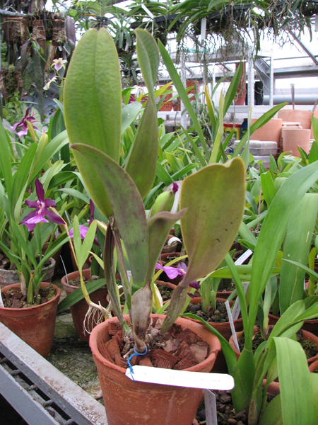 Фото орхидеи Brassolaeliocattleya Lucky Man 'Bangkok'