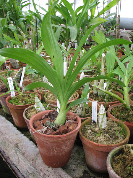 Фото орхидеи Catasetum (schmidtianum x Orchidglade)