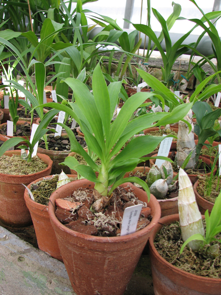 Фото орхидеи Cycnodes Wine Delight 'J.E.M.'