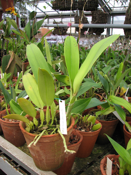 Фото орхидеи Cattleya trianae alba x Cattleya trianae caerulea