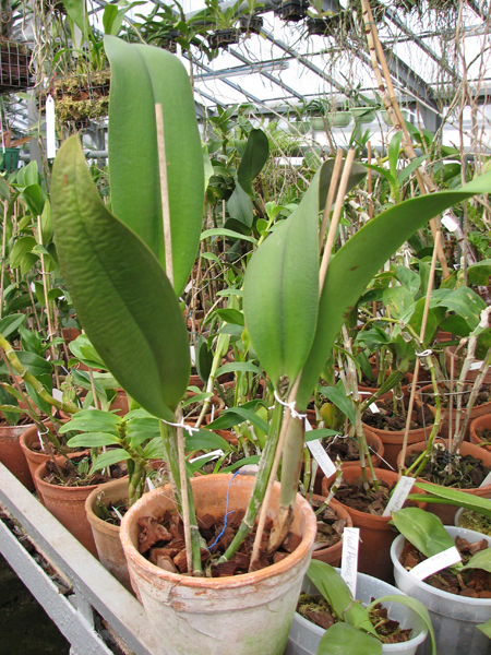 Фото орхидеи Brassocattleya Deesse 'Pakrathorn'