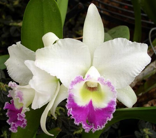 Как цветет орхидея Brassocattleya Deesse 'Pakrathorn'