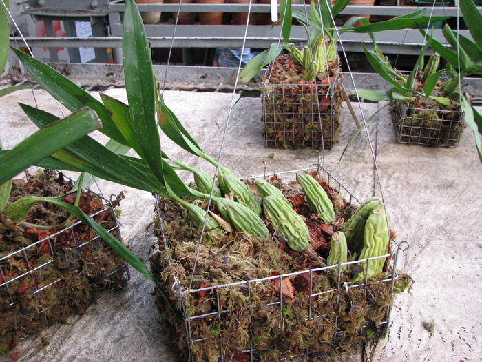 Фотография орхидеи Coelogyne cristata 'maxima'