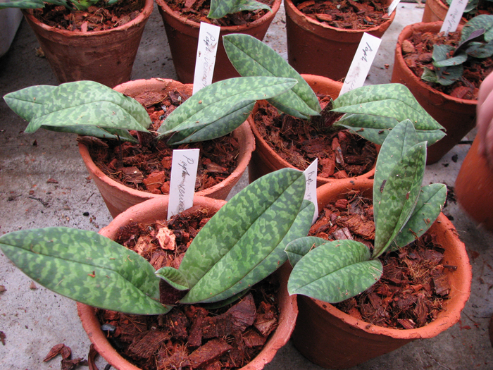 Фото орхидеи Paphiopedilum venustum