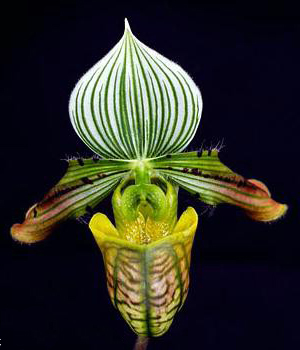 Как цветет орхидея Paphiopedilum venustum