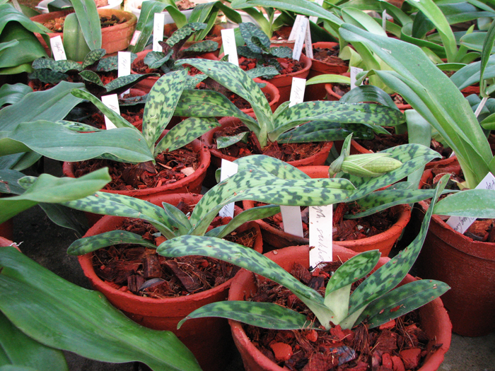 Фото орхидеи Paphiopedilum sukhakulii