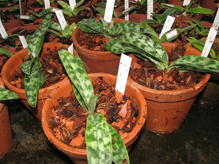 Фото орхидеи Paphiopedilum hainanense