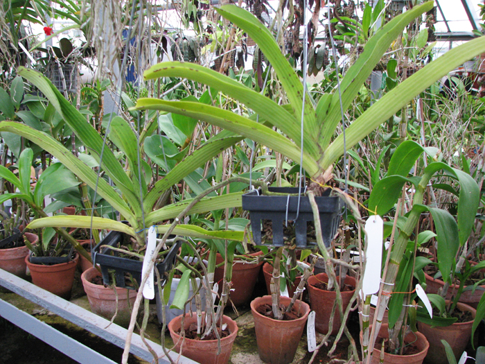 Фото орхидеи Rhynchostylis gigantea spot