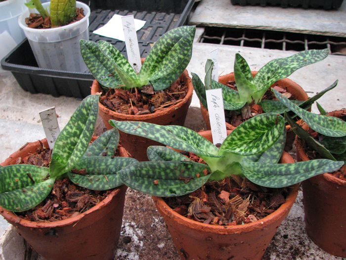 Фото орхидеи Paphiopedilum delenatii alba