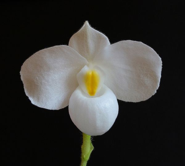 Как цветет орхидея Paphiopedilum delenatii alba