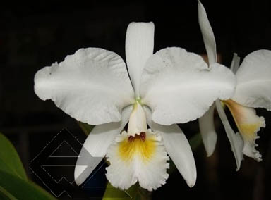 Фото орхидеи Cattleya labiata semi alba 'Garganta Escura'