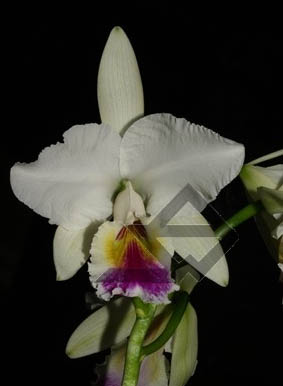 Фото орхидеи Cattleya labiata semi alba 'Perfection'