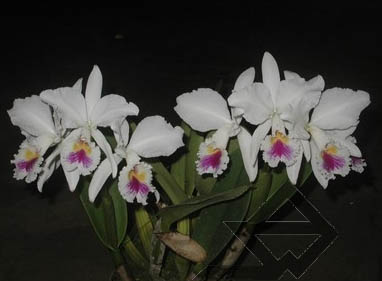Фото орхидеи Cattleya labiata semi alba 'Robusta'
