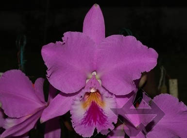Фото орхидеи Cattleya labiata tipo 'Cara Grande'