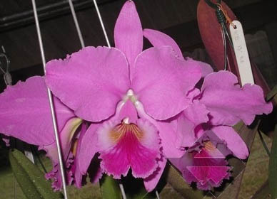 Фото орхидеи Cattleya labiata 'Vera Cristina'