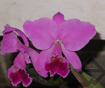 Фото орхидеи Cattleya labiata lilas 'Borges'