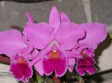 Фото орхидеи C. labiata 'Vera Cristina'