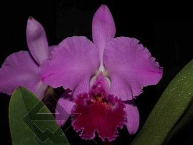 Фото орхидеи C. labiata 'Yellow Eyes'