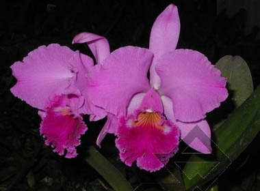 Фото орхидеи C. labiata tipo escura (Z-68)