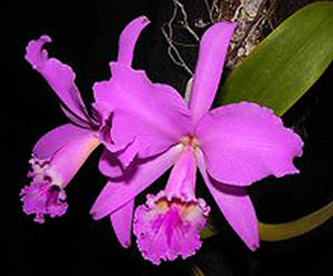 Фото орхидеи Cattleya labiata 'Feliz Pascoa'