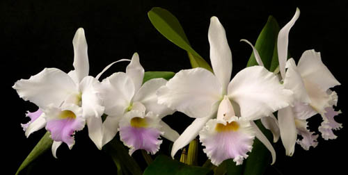 Фото орхидеи Cattleya labiata amesiana 'Bela'