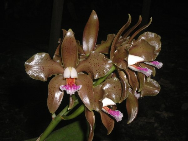 Фото орхидеи Cattleya schofieldiana escura 'Jubarte'