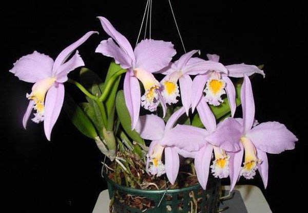Фото орхидеи Орхидея Laelia jongheana