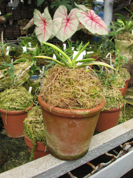 Фото орхидеи Neofinetia falcata Hanagoromo