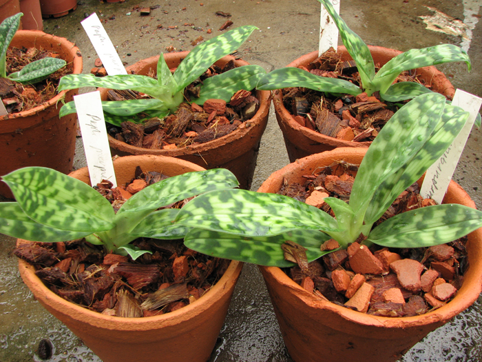 Фото орхидеи Paphiopedilum purpuratum