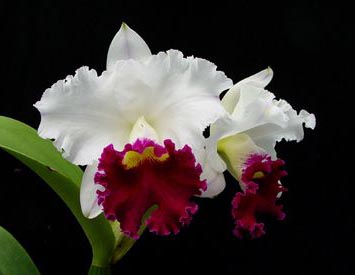 Как цветет орхидея Laeliocattleya Chyong Guu Swan 'Ruby Lip'