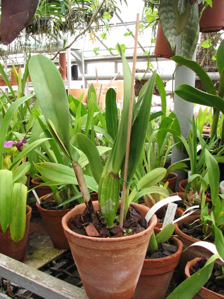 Фото орхидеи Brassolaeliocattleya Pink Empress 'Ju-Sen'