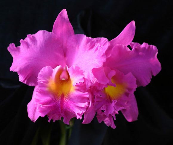 Как цветет орхидея Brassolaeliocattleya Pink Empress 'Ju-Sen'