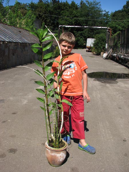 Фото орхидеи Dendrobium dalhousieanum