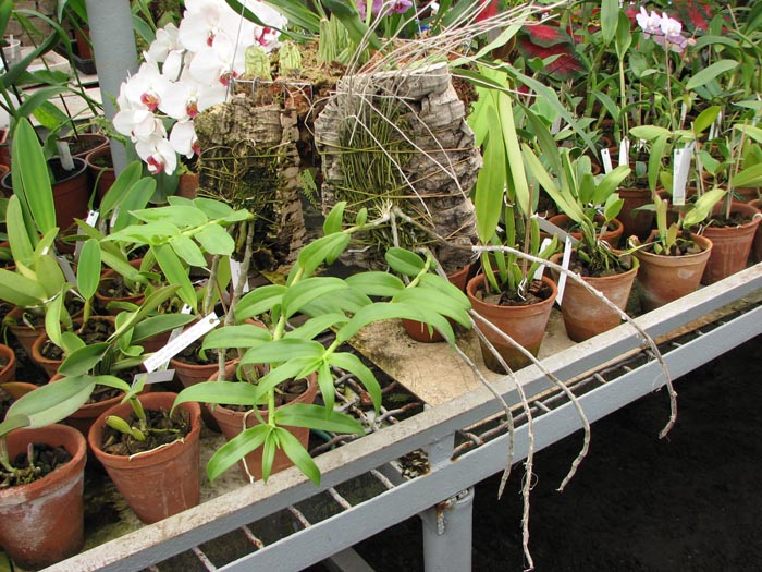 Слева Dendrobium primulinum alba, справа Dendrobium anosmum var. dearei