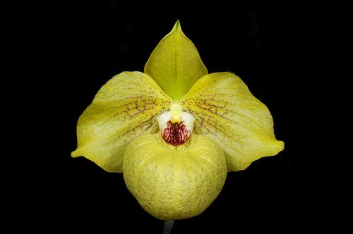 Как цветет орхидея Paphiopedilum malipoense x armeniacum