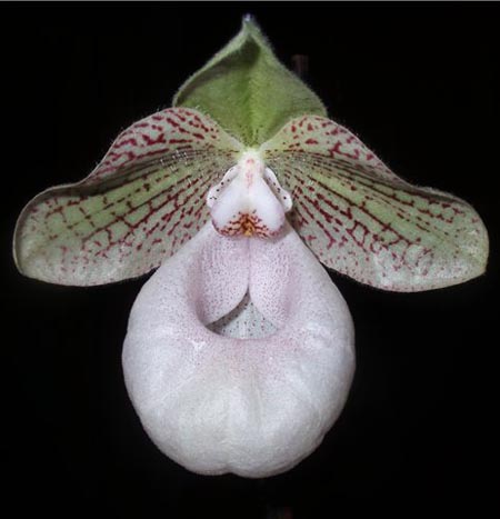Цветок орхидеи Paphiopedilum malipoense x micranthum
