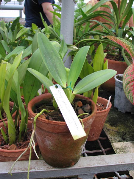 Фото орхидеи Cattleya gaskelliana caerulea (12-1) x Cattleya gaskelliana caerulea ('Aida' x 'Alexis')