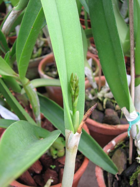 Фото орхидеи Cattleya aurantiaca x Brassavola glauca